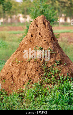 tumulo di termite ; collina di formica ; anchio di termite Foto Stock