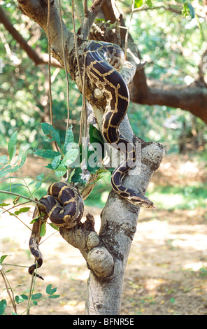 Python indiano rock pithon serpente su albero Foto Stock