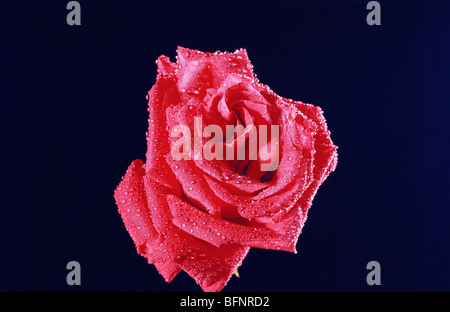 Fiore rosso di rosa con gocce di rugiada; India Foto Stock