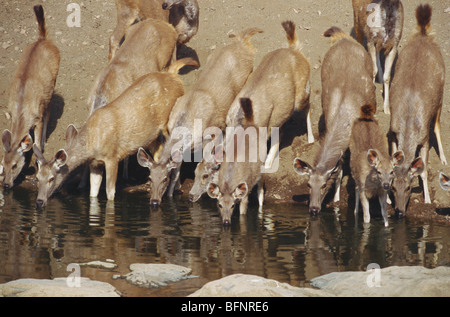 Otto acqua potabile di cervo di Sambar; santuario della fauna selvatica di Ranthambore; Parco nazionale di Ranthambhore; Sawai Madhopur; Rajasthan; India; asia Foto Stock