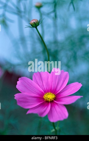 Cosmesi fiore rosa ; cosmo fiori ; India Foto Stock