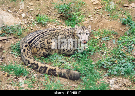 La lingua del leopardo della neve che si stacca; il parco zoologico di Padmaja Naidu Himalayan; lo zoo di Darjeeling; il Bengala occidentale; l'India; l'asia Foto Stock