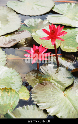 MAA 62968 : Indian giglio di acqua ; nymphaea nouchali burm ; India Foto Stock
