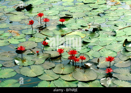 Dodici piante di giglio di acqua indiane; karnataka; India; asia Foto Stock