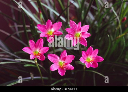 Fiori di giglio; cinque piante di giglio rosa; India; asia Foto Stock