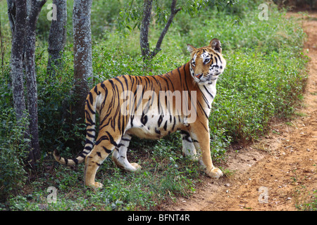 Tigre che guarda indietro; Parco Nazionale di Bannerghatta; Bangalore; Karnataka; India; asia Foto Stock