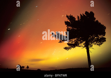 Aurora Boreale e di pino silvestre, Scozia. Foto Stock