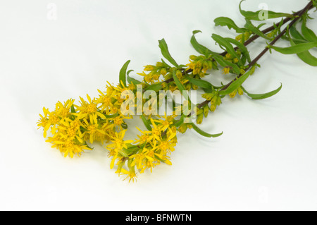 Oro europeo (Solidago virgaurea), fioritura stelo, studio immagine. Foto Stock
