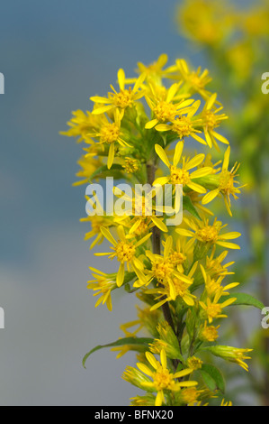 Oro europeo (Solidago virgaurea), steli di fioritura. Foto Stock