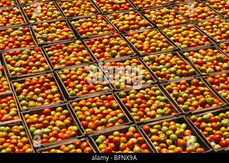 verdure al pomodoro confezionate per la spedizione; india; asia Foto Stock