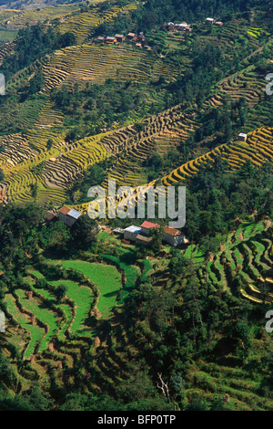 Campi terrazzati ; Valle ; villaggio di Nagarkot ; Kathmandu ; Nepal ; Asia Foto Stock