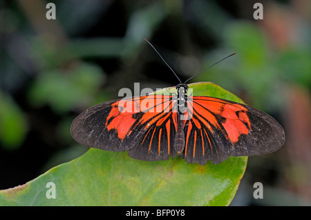 Red Portalettere, piccolo postino (Heliconius erato) su una foglia. Foto Stock