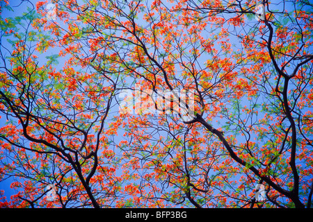 Albero di Gulmohar ; regione del delonix ; poinciana reale ; albero fiorito ; Bombay ; Mumbai ; Maharashtra ; India ; asia Foto Stock