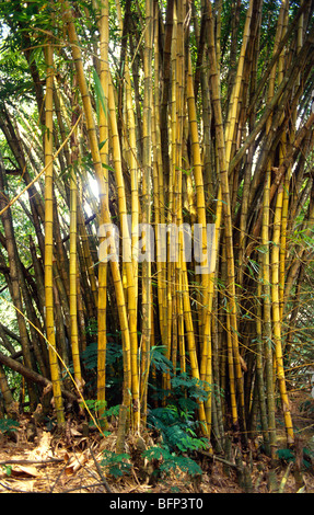 Bosco di alberi di bambù ; Parco Zoologico ; Thiruvananthapuram ; Trivandrum ; Thiruvananthapuram ; Kerala ; India ; Asia Foto Stock