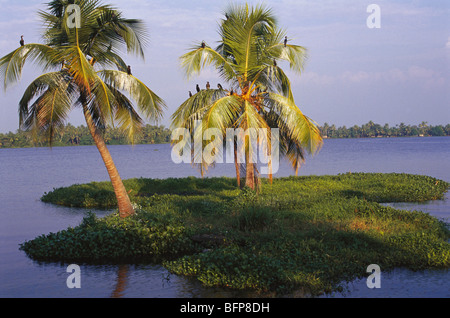 Cormorani seduti su palme ; Kumarakom Backwaters ; Kottayam ; Kerala ; India ; asia Foto Stock