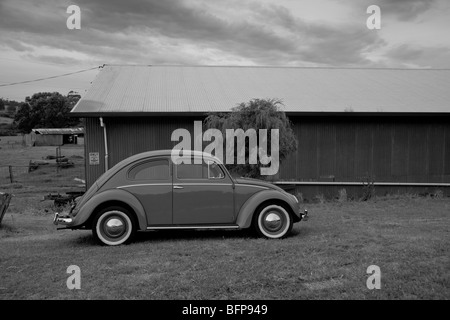 1954 Volkswagen maggiolino, Australia occidentale Foto Stock