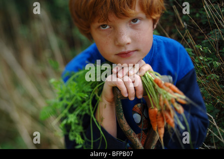Un ragazzo giovane con appena raccolto cresciuto in casa le carote in un orto nel Devon. Foto Stock