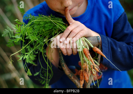 Un ragazzo giovane con appena raccolto cresciuto in casa le carote in un orto nel Devon. Foto Stock