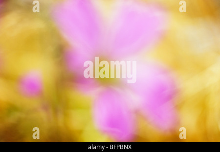 Impressionistica close up flowerhead rosa di comune o di malva Malva Sylvestris con oro retroilluminato erbe secche dietro Foto Stock