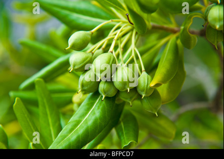 Giovani olive su un olivo (Olea europaea) Foto Stock