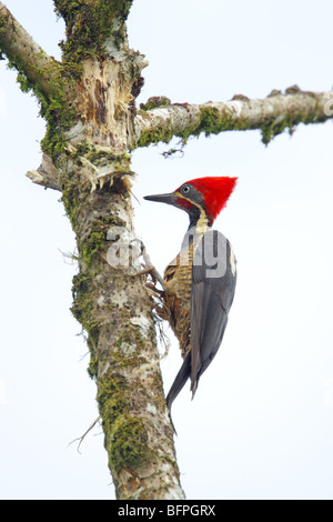 Picchio Lineated sui morti Cicropia tree. Foto Stock