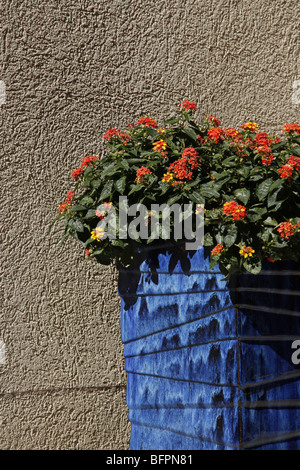 Un alto vaso blu con fiori rossi e gialli. Foto Stock