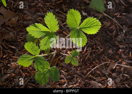 Fragole Fragaria vesca, Rosaceae, Monti Simbruini Park, Jenne, Lazio, Italia Foto Stock