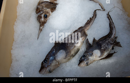 Ratfish (Chimera monstrosa) Seamans islandese, giorno di festa nazionale, Islanda Foto Stock