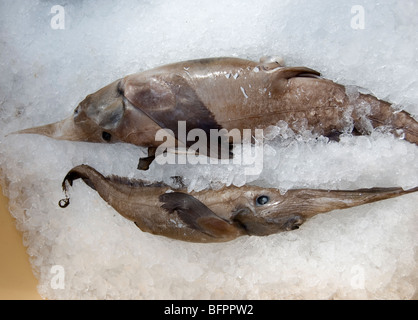 Chimera knifenose (Rhinochimaera atlantica), islandese Seamans giorno di festa nazionale, Islanda Foto Stock