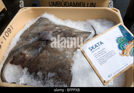 Pattino di grigio (Dipturus batis), islandese Seamans giorno di festa nazionale, Islanda Foto Stock