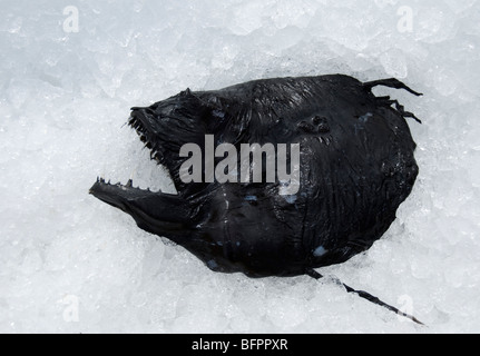 Deep Sea Fish, islandese Seamans giorno di festa nazionale, Islanda Foto Stock