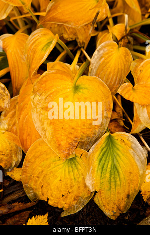 Hosta le foglie in autunno. Foto Stock