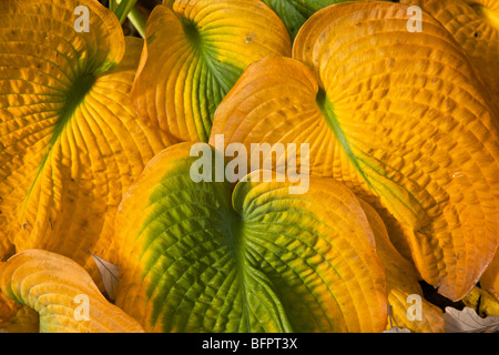 Hosta le foglie in autunno. Foto Stock