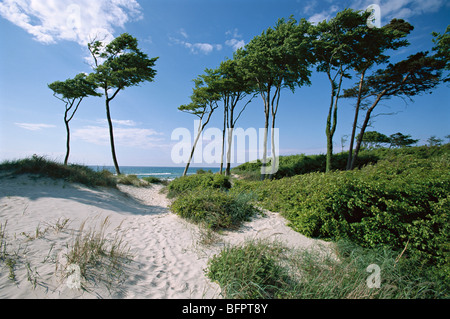 Dune, darss, Meclemburgo-Pomerania occidentale, Germania, Foto Stock