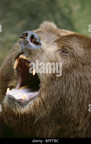 Kodiak Bear Ursus arctos middendorffi Foto Stock