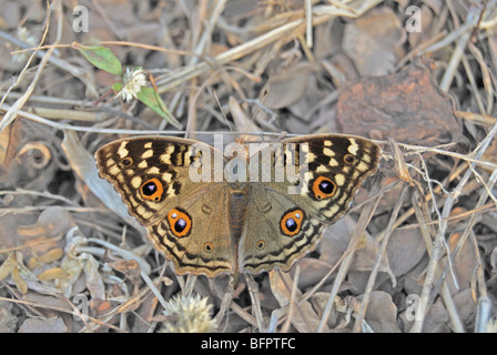Limone Pansy Junonia lemonias , comune. Nymphalidae : Spazzola Footed farfalle Foto Stock