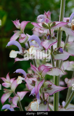 Salvia sclarea var. turkestanica Foto Stock