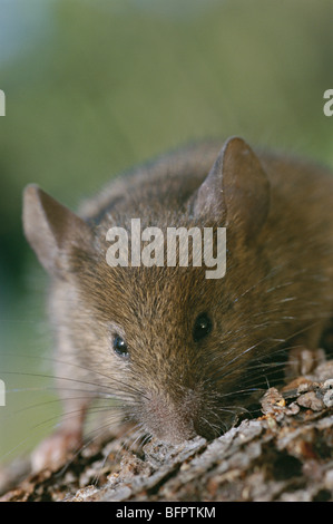 Mouse di legno, long-tailed field mouse, Apodemus sylvaticus Foto Stock