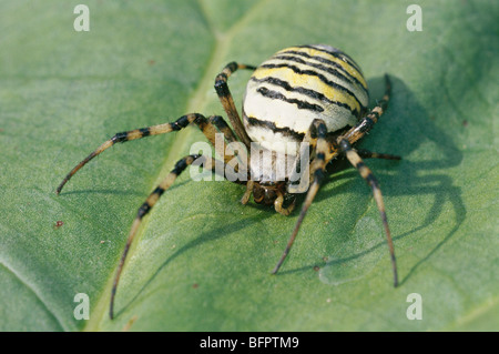 Wasp spider, argiope bruennichi Foto Stock