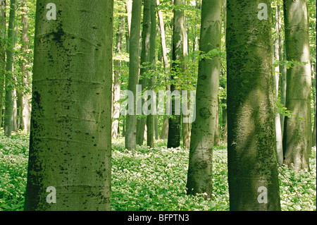 Foresta di faggio, Germania, Foto Stock