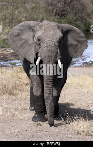 Elefante africano Loxodonta africana di fronte alla fotocamera prese nel Serengeti NP, Tanzania Foto Stock