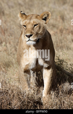 Femmina di leone africano Panthera Leone seduto in posizione eretta presi nel Serengeti NP, Tanzania Foto Stock