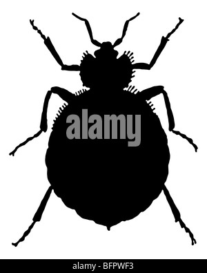 La silhouette nera di un bedbug come da illustrazione Foto Stock