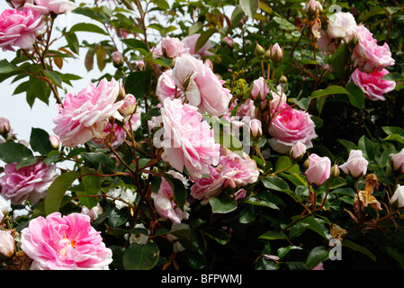 Rosa "Blairii numero due AGM rosa rampicante Foto Stock