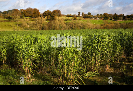 Campo di Miscanthus Giganteus(erba elefante) per i biocarburanti, vicino Inistioge, County Wexford, Irlanda Foto Stock