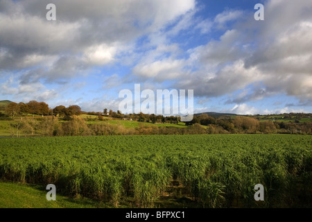 Campo di miscanto Gianteus (erba elefante) per i biocarburanti, vicino Inistioge, County Wexford, Irlanda Foto Stock