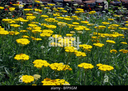 Achillea "Incoronazione Oro' AGM Foto Stock