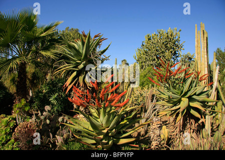 Israele, settentrionale del Negev. Il Giardino dei Cactus in Kibbutz Saad Foto Stock