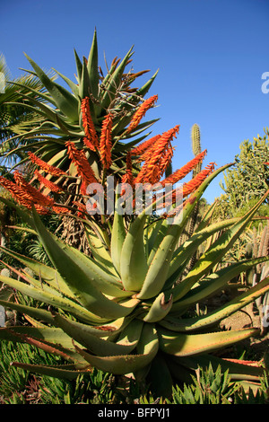 Israele, settentrionale del Negev. Il Giardino dei Cactus in Kibbutz Saad Foto Stock