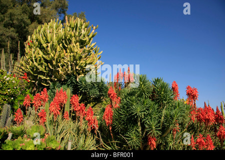 Israele, settentrionale del Negev. Il Giardino dei Cactus in Kibbutz Saad Foto Stock